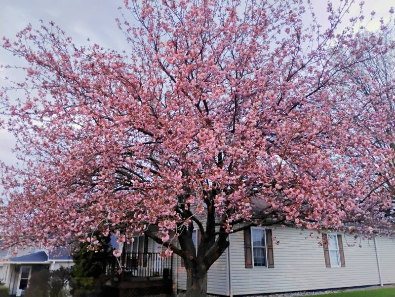 Pink Cherry blossom tree just in bloom royalty free stock images