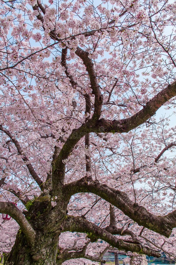 Pink Cherry Blossom Trees Along the Sidewalk in Springtime Stock Photo