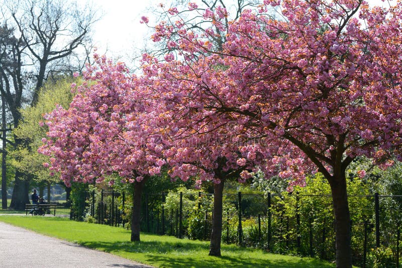 Pink cherry blossom trees, stock photo. Image of early 90451106