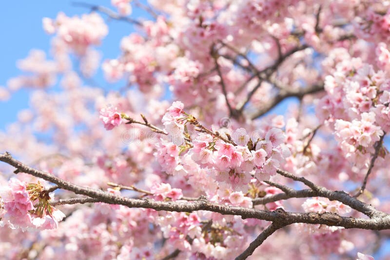 Pink cherry blossomCherry blossom, Japanese flowering cherry on the Sakura tree. Sakura flowers are representative of Japanese f