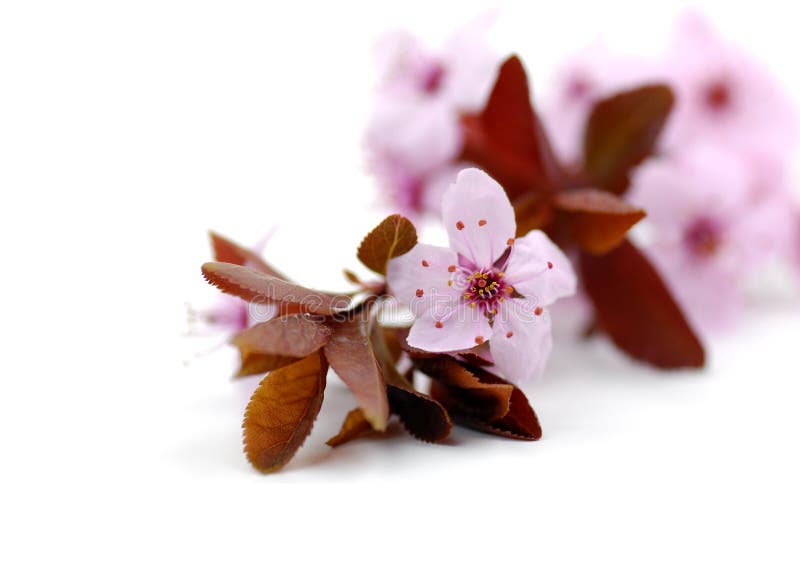 Pink Cherry Blossoms