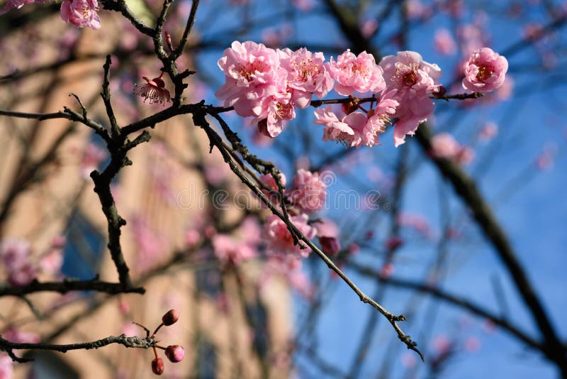 First cherry blosomss of spring stock photos First cherry blosomss of spring stock photos
