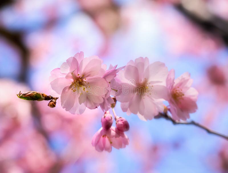 Pink cherry blossoms stock photo. Image of flowering 220390008
