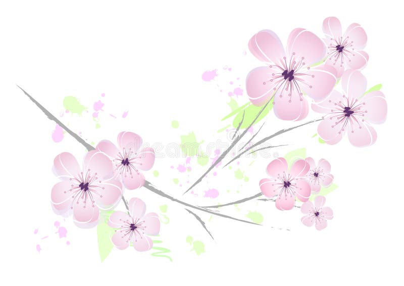 Pink Cherry Blossoms Flower Design Stock Vector Illustration of
