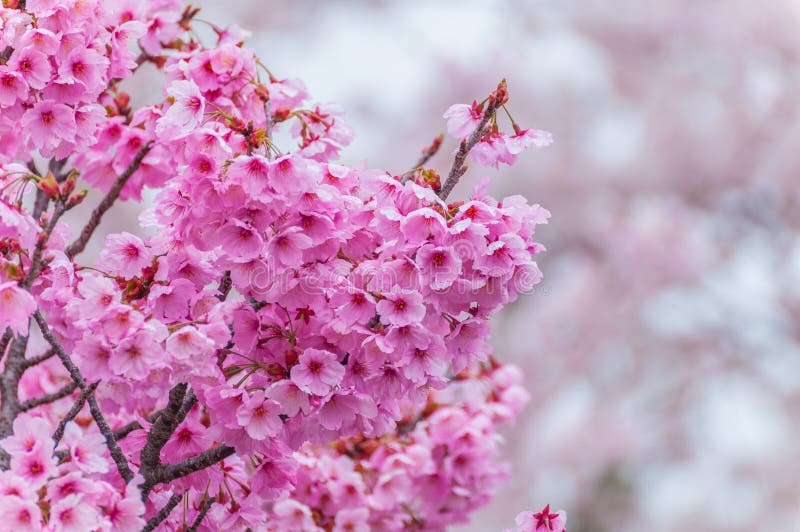 Beautiful Pink Cherry Blossom in Spring Stock Photo Image of japan