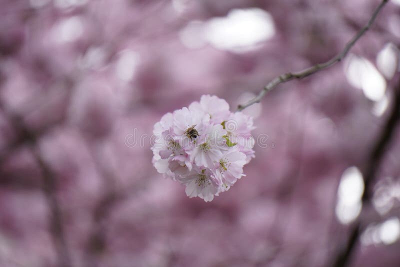 Pink cherry blossoms stock photo. Image of flower, spring 52667004