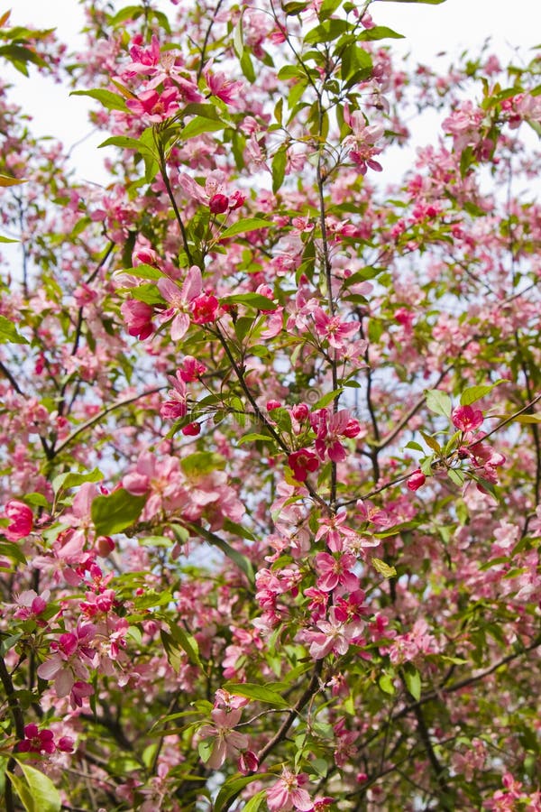 Pink cherry flowers stock image. Image of blossom, plant 17086689