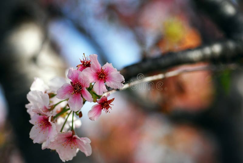 Pink Cherry Flowers Blooming in march month