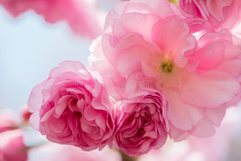 Pink Cherry Flowers Blooming Stock Image Image of sakura, pink 69228197