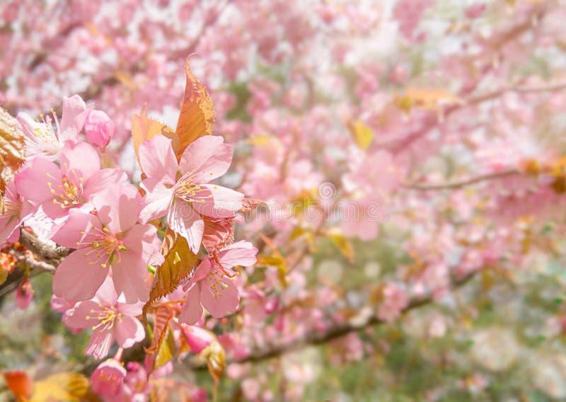 Pink Cherry Tree Blossom with Sun Rays Stock Image Image of nature