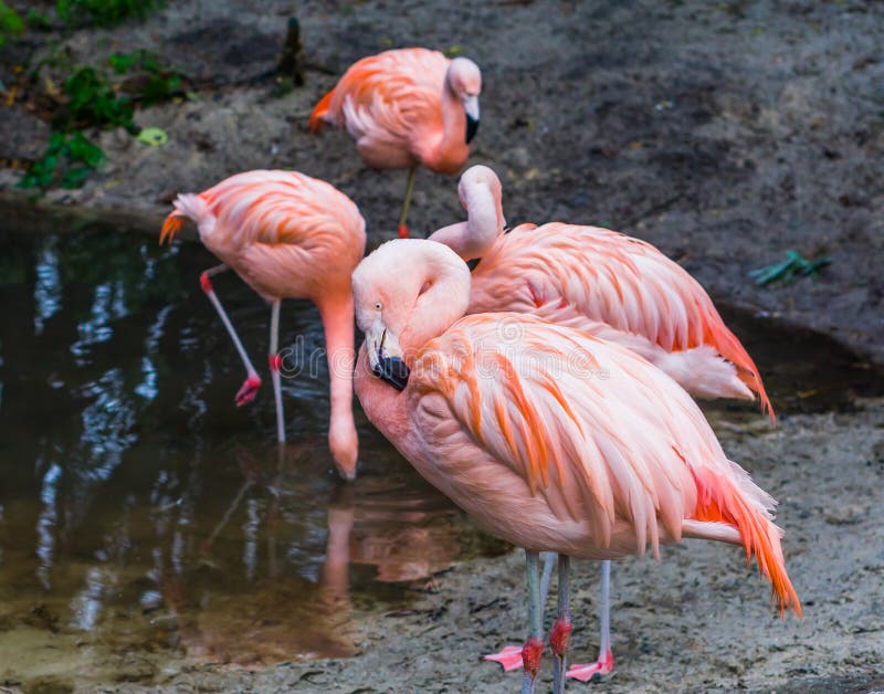 Pink Chilean flamingo in closeup with its bird family in the background, tropical and colorful birds from America