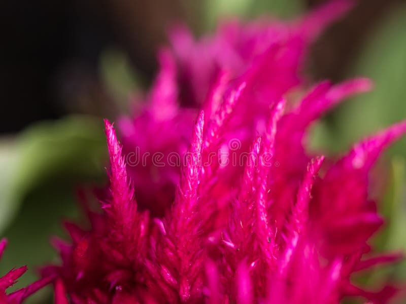 Pink Chinese wool Flower stock photo. Image of bloom - 83249642