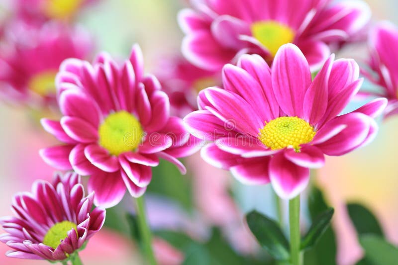 Pink chrysanthemum