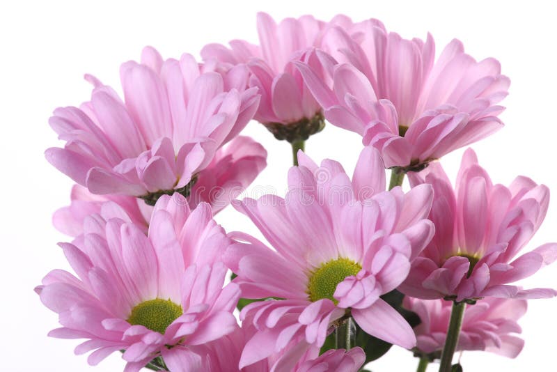 Pink chrysanthemum.