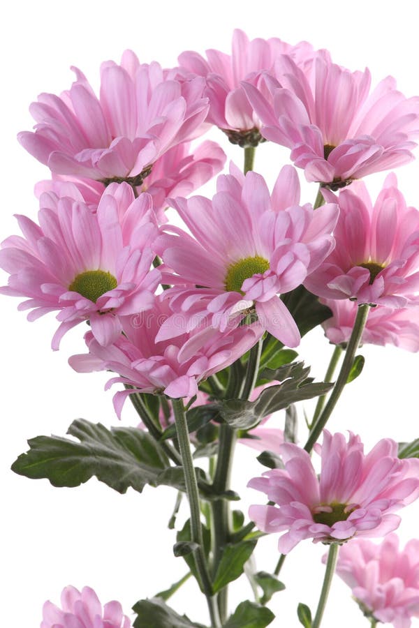 Pink chrysanthemum.