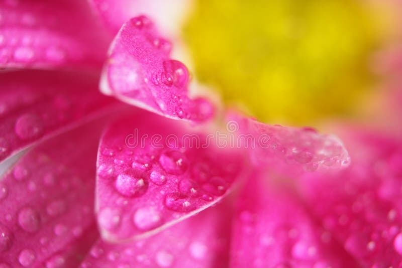 Pink chrysanthemum flower