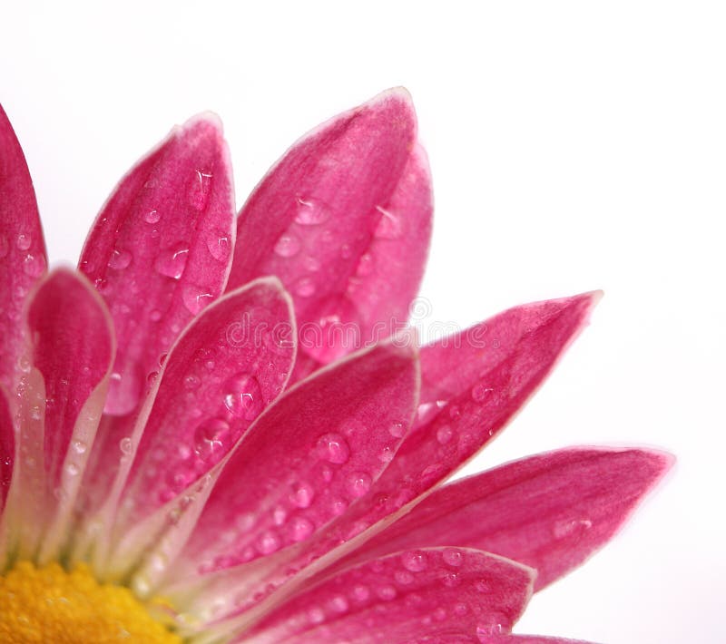 Pink chrysanthemum flower