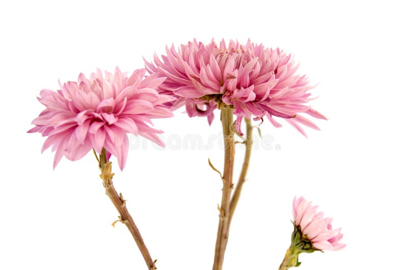 Pink Chrysanthemum Flower on a Long Stem on Stock Photo Image of