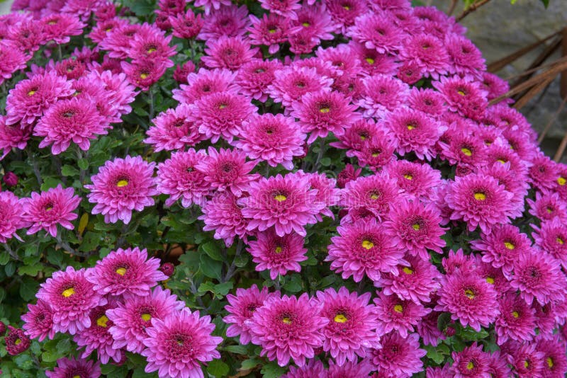 Pink chrysanthemum flowers stock photo. Image of blooming 236835994