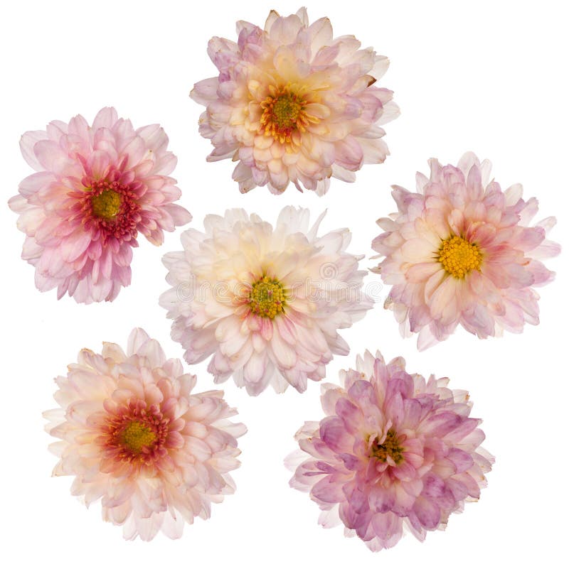 Pink chrysanthemum flowers