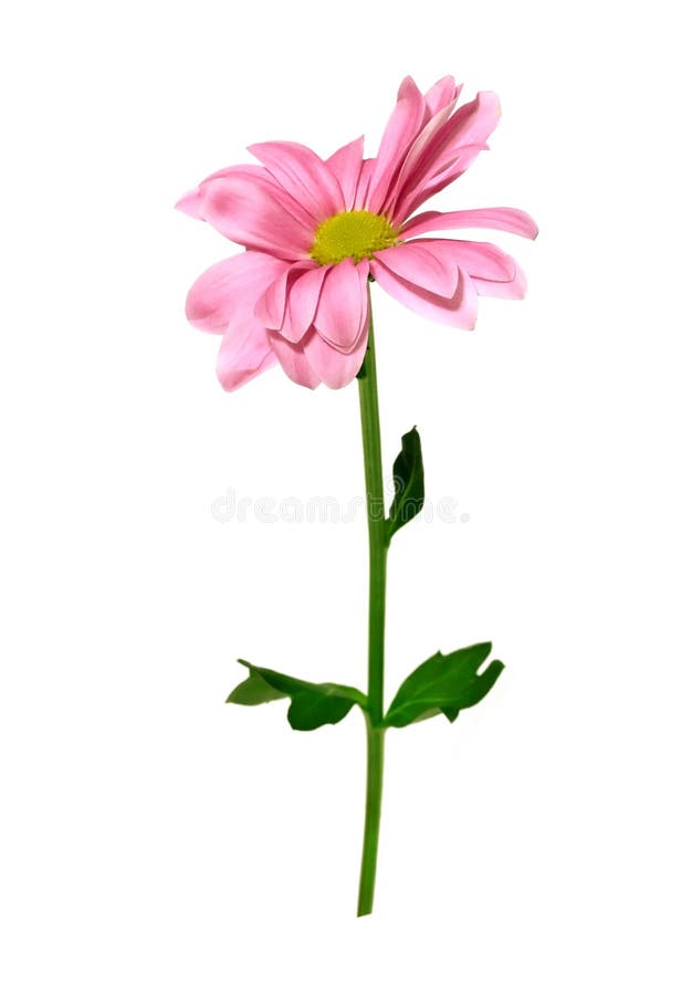 pink chrysanthemum isolated on white