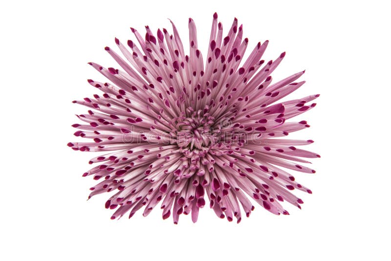 Pink chrysanthemum