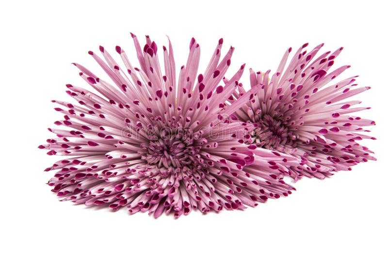 Pink chrysanthemum