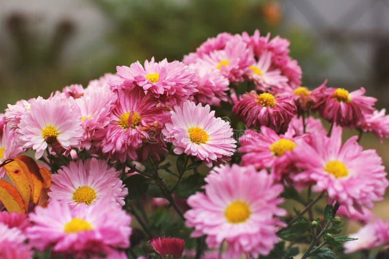 Pink Chrysanthemums in the Fall Stock Photo - Image of blue, flower ...