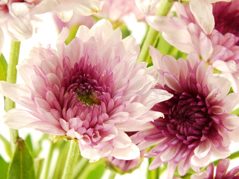 Pink Chrysanthemums Pink Flowers Bouquet Stock Image - Image of floral ...