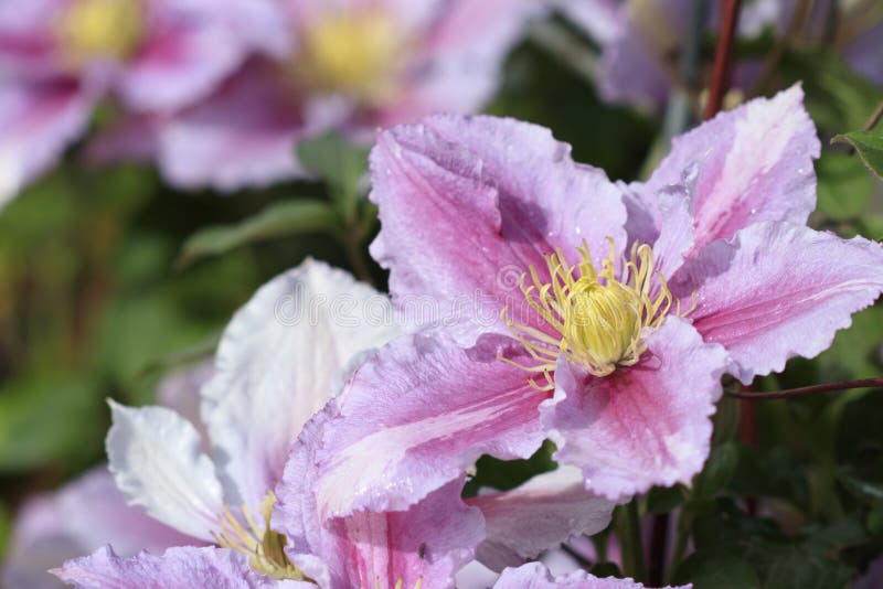 Pink Clematis stock image. Image of blossom, planting 94196255