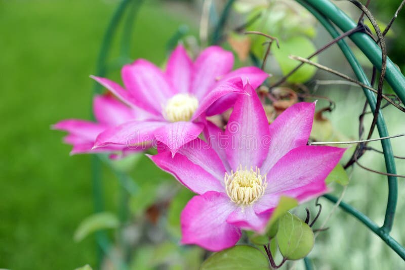 Clematis Double Pink Stock Photos Free & RoyaltyFree Stock Photos
