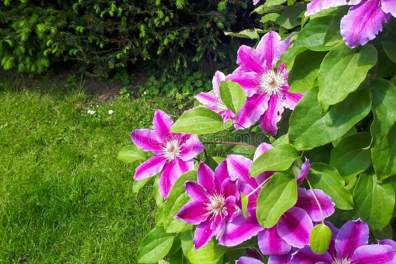 Pink Clematis Flower on the Vine. Clematis Flower Blooming in Garden