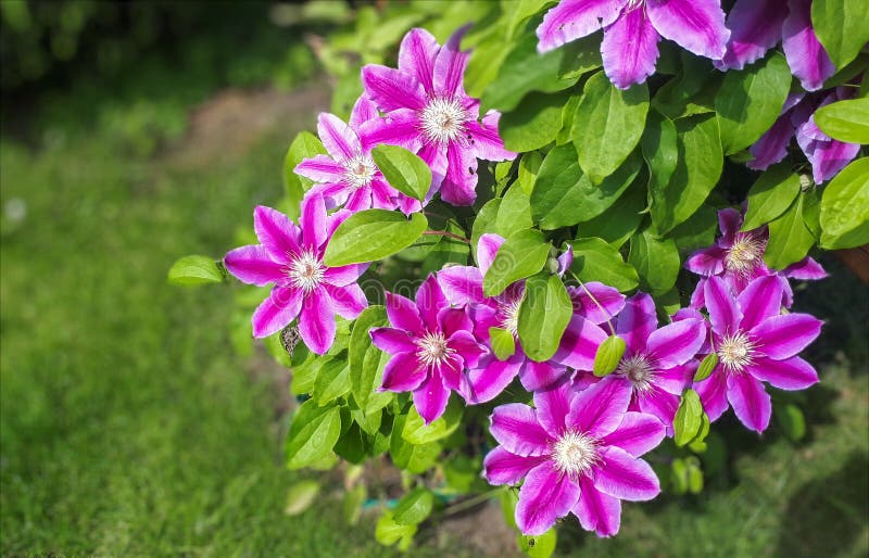 Pink Clematis Flower on the Vine. Clematis Flower Blooming in Garden