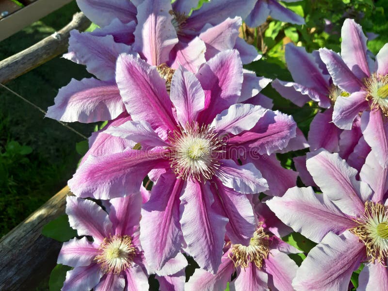 Pink Clematis flowers stock image. Image of blossom 182942461