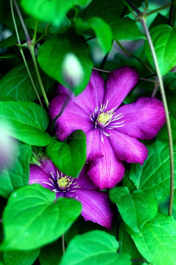 Pink clematis flowers. stock image. Image of nice, gardening 55527143