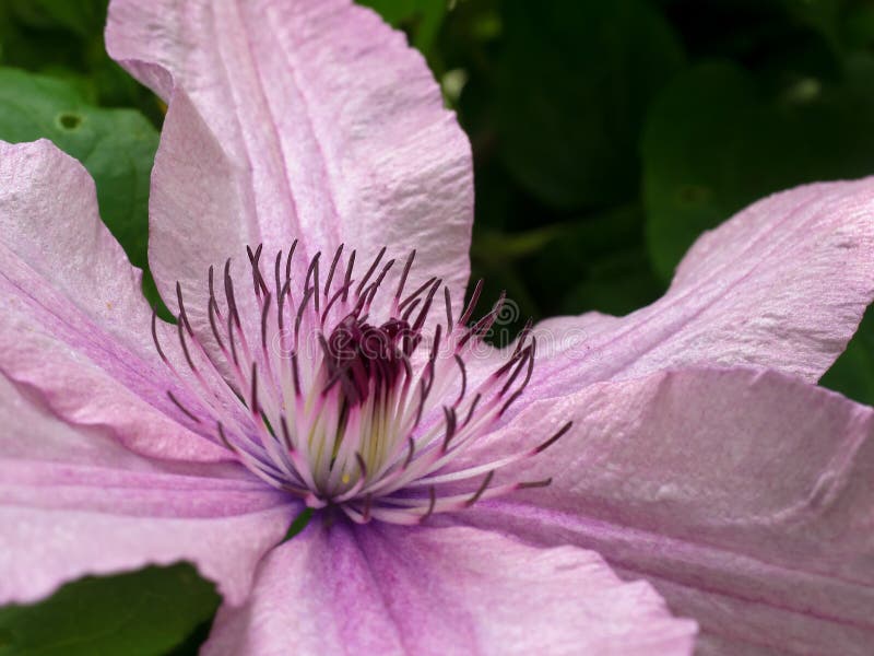 Pink Clematis in Full Bloom Stock Photo Image of growing, blooming