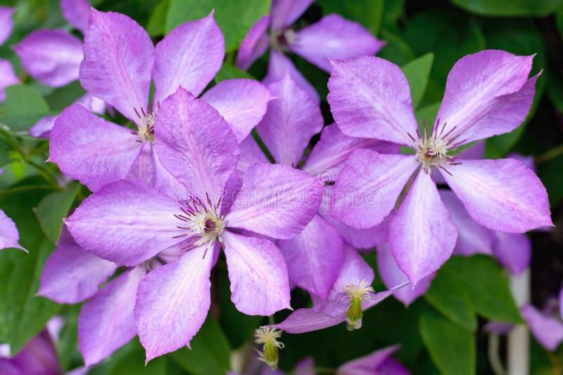 Pink clematis in a garden stock photo. Image of climber 28520186