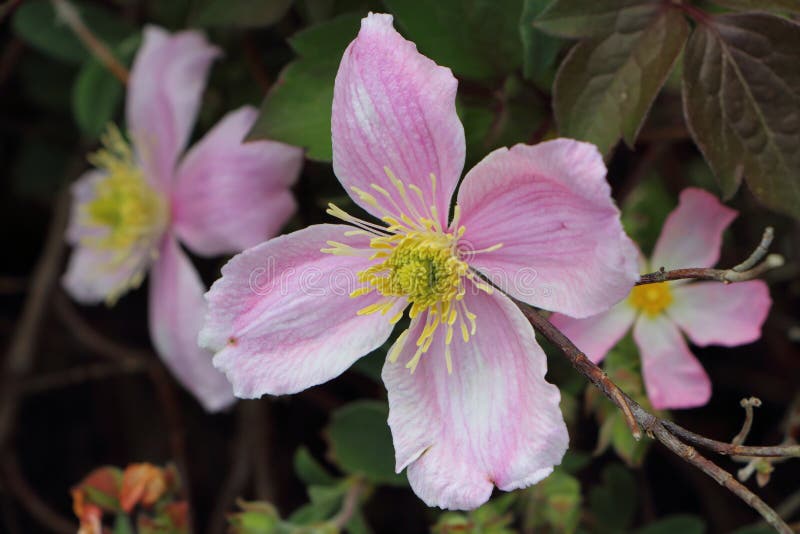 Pink clematis in a garden stock photo. Image of petal 84246476