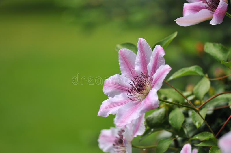 Pink Clematis Nelly Moser stock image. Image of petal 14444721