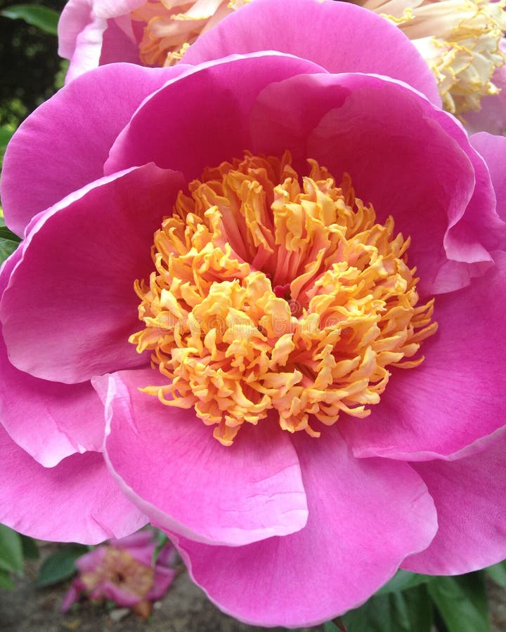 Into the Pink stock photo. Image of spanish, flower, pink 54864620