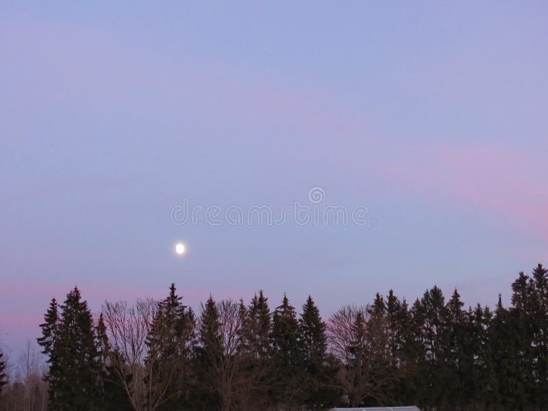 Pink Clouds and Moon Over the Forest Stock Photo Image of bright