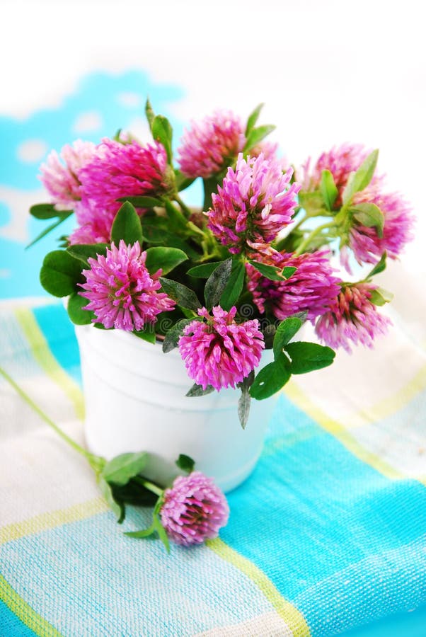 Pink clover bouquet stock image. Image of leaf, blooming 27820873