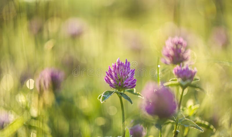 Pink Clover Flower In Meadow Stock Photo - Image of plant ...