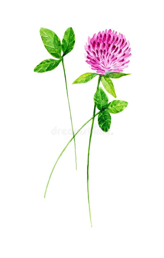 Pink clover flower and leaves for St. Patrick`s day. Watercolor illustration isolated on white background