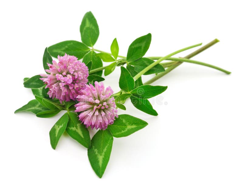 Pink clover flowers stock image. Image of wildflower 271787937