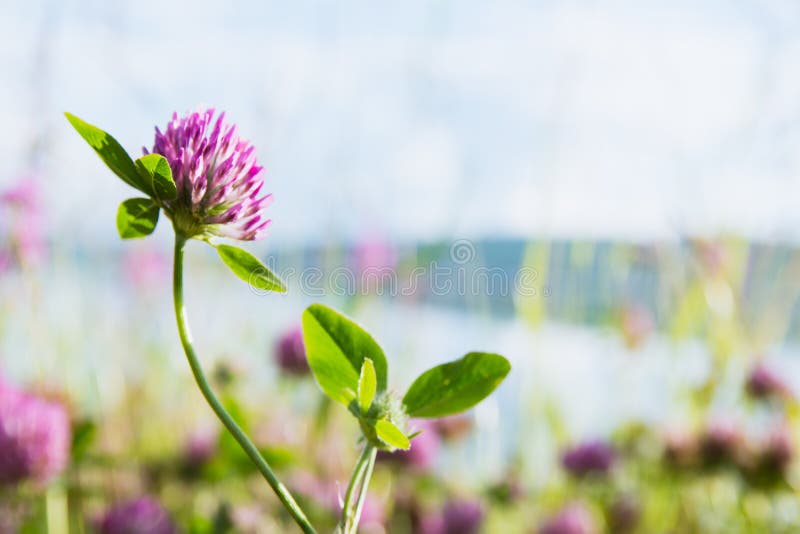 Clover on a bright green background royalty free stock photography Clover on a bright green background royalty free stock photography