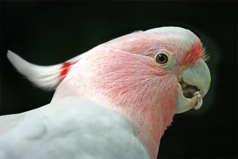 Pink Cockatoo