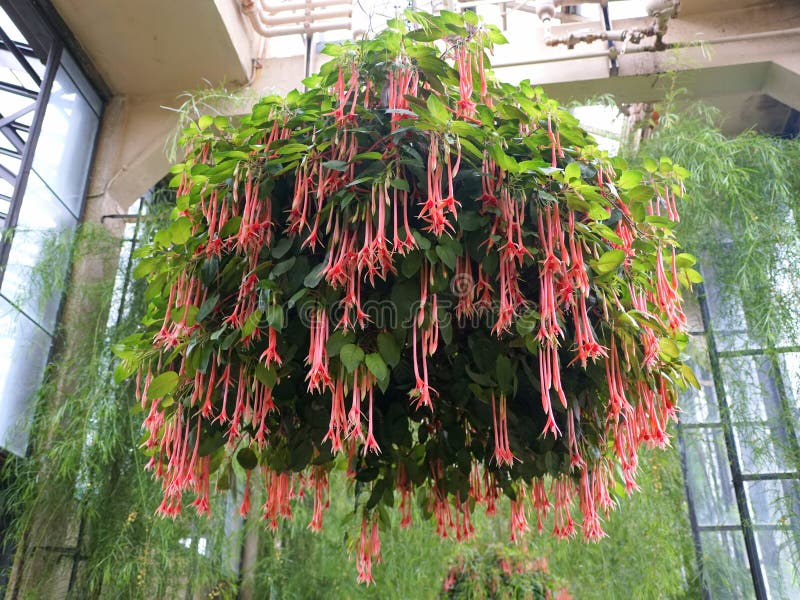 Plak opnieuw Viskeus bijnaam 177 Fuchsia Hanging Pot Photos - Free & Royalty-Free Stock Photos from  Dreamstime