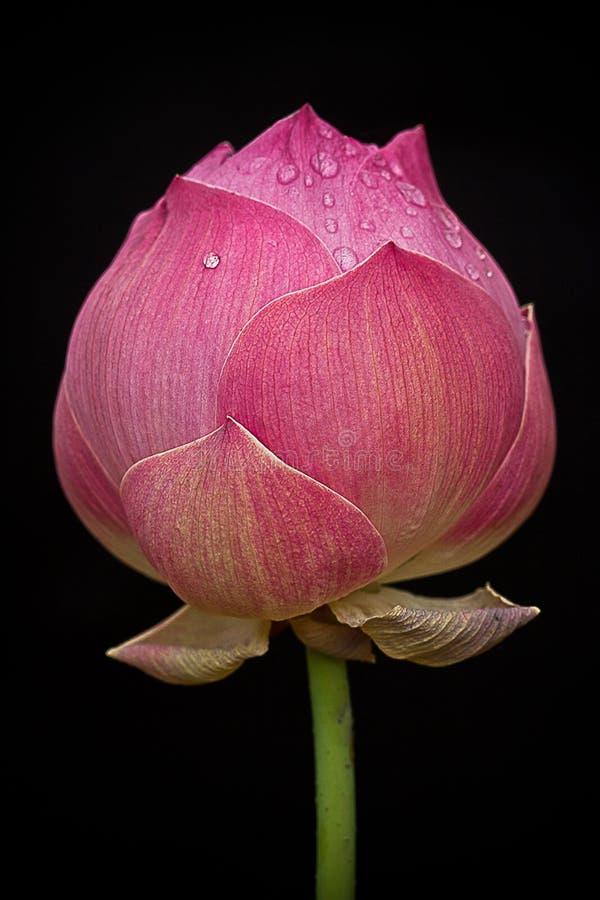 Pink color of lotus flowers royalty free stock image Pink color of lotus flowers royalty free stock image