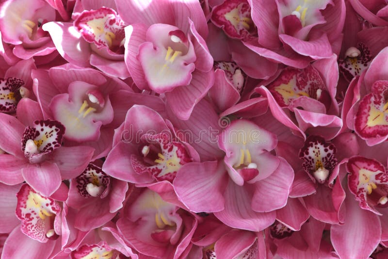 Pink Colored Orchid Flowers or Phalaenopsis Flowers Pink Orchid